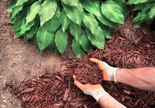 A man spreads mulch around a hosta plant after a homeowner searched for top Landscaping Companies in Washington IL