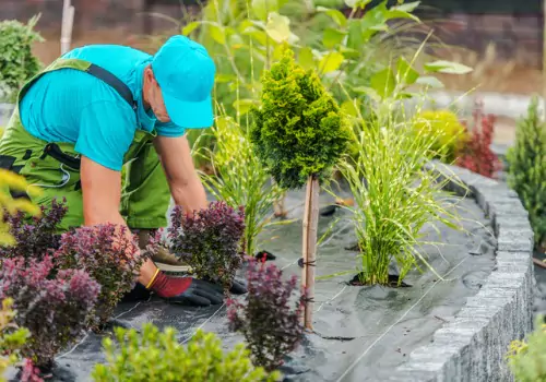 A landscaper from the Mobeck team, who are Landscapers in Peoria IL, installs shrubs and bushes